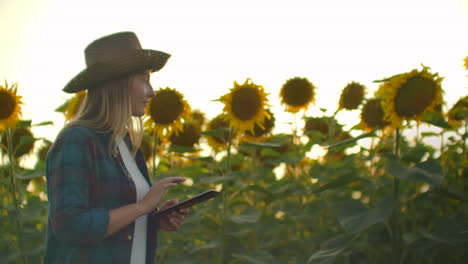 A-woman-in-straw-hat-walks-across-a-field-with-large-sunflowers-and-writes-information-about-it-in-her-electronic-tablet-in-summer-evening.